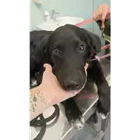 Foto dell\'animale cane - Matr. 2022/2220 - Microchip 380260044914207