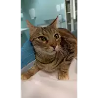 Foto dell\'animale gatto - Matr. 2022/2221 - Microchip 380260044731980