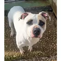 Foto dell\'animale cane - Matr. 2022/2223 - Microchip 380260140055420