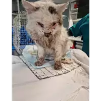 Foto dell\'animale gatto - Matr. 2022/2224 - Microchip 380260044731990