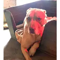 Foto dell\'animale cane - Matr. 2022/2226 - Microchip 380260160008955