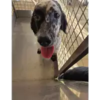 Foto dell\'animale cane - Matr. 2022/2101 - Microchip 380260041066851