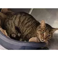 Foto dell\'animale gatto - Matr. 2022/2227 - Microchip 380260100681455