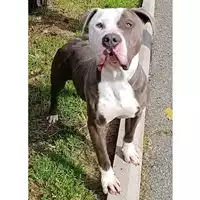 Foto dell\'animale cane - Matr. 2022/2230 - Microchip 380260044750179