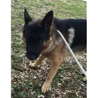 Foto dell\'animale cane - Matr. 2022/2232 - Microchip 380260044749394