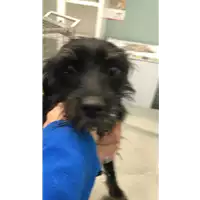 Foto dell\'animale cane - Matr. 2022/2235 - Microchip 380260102479101