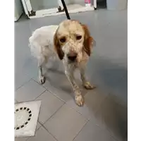 Foto dell\'animale cane - Matr. 2022/2238 - Microchip 380260102167041