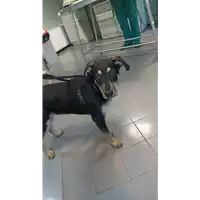 Foto dell\'animale cane - Matr. 2022/2239 - Microchip 380260044749275
