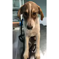Foto dell\'animale cane - Matr. 2022/2240 - Microchip 380260044731930