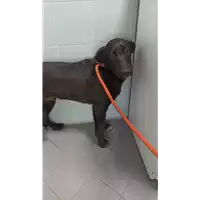 Foto dell\'animale cane - Matr. 2022/2241 - Microchip 380260044731225