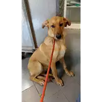 Foto dell\'animale cane - Matr. 2022/2242 - Microchip 380260044731860