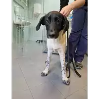 Foto dell\'animale cane - Matr. 2022/2243 - Microchip 380260044749456