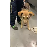 Foto dell\'animale cane - Matr. 2022/2245 - Microchip 380260044913879