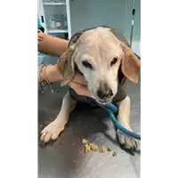 Foto dell\'animale cane - Matr. 2022/2246 - Microchip 380260044749261