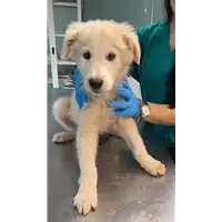 Foto dell\'animale cane - Matr. 2022/2248 - Microchip 380260044731401