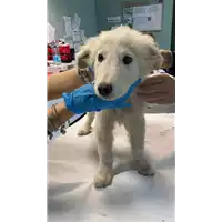 Foto dell\'animale cane - Matr. 2022/2249 - Microchip 380260044732137