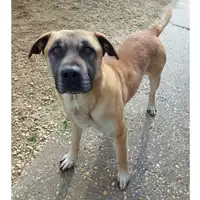 Foto dell\'animale cane - Matr. 2022/2251 - Microchip 380260160056802