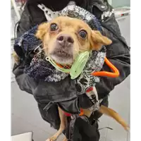 Foto dell\'animale cane - Matr. 2022/2254 - Microchip 380260002407480