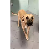 Foto dell\'animale cane - Matr. 2022/2255 - Microchip 380260044732010