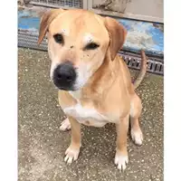 Foto dell\'animale cane - Matr. 2022/2257 - Microchip 380260101827770