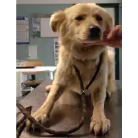 Foto dell\'animale cane - Matr. 2017/0604 - Microchip 380260042802461