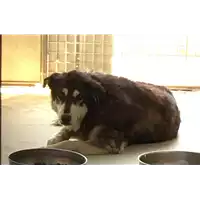 Foto dell\'animale cane - Matr. 2017/1128 - Microchip 380260043268774