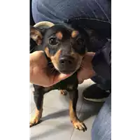 Foto dell\'animale cane - Matr. 2022/2263 - Microchip 380260043152650
