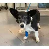 Foto dell\'animale cane - Matr. 2022/2264 - Microchip 380260044749428