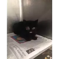 gatto - Matr. 2017/1130 - Microchip 380260043268593