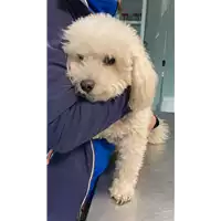 Foto dell\'animale cane - Matr. 2022/2266 - Microchip 380260044749443