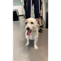 Foto dell\'animale cane - Matr. 2022/2277 - Microchip 380260170080512