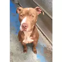 Foto dell\'animale cane - Matr. 2022/1947 - Microchip 380260044732016