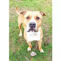 Foto dell\'animale cane - Matr. 2022/2027 - Microchip 380260044731823