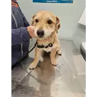 Foto dell\'animale cane - Matr. 2022/2281 - Microchip 380260044913504