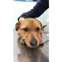 Foto dell\'animale cane - Matr. 2022/2280 - Microchip 380260044914238