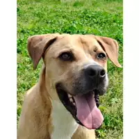 cane - Matr. 2020/0672 - Microchip 380260043535091
