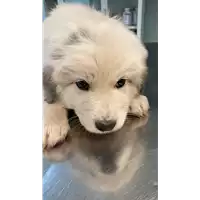 Foto dell\'animale cane - Matr. 2022/2284 - Microchip 380260044750153
