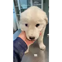 Foto dell\'animale cane - Matr. 2022/2285 - Microchip 380260044749580