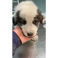 Foto dell\'animale cane - Matr. 2022/2287 - Microchip 380260044749758