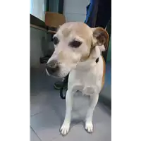 Foto dell\'animale cane - Matr. 2022/2289 - Microchip 380260100061536