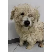 Foto dell\'animale cane - Matr. 2022/2290 - Microchip 380260043156411