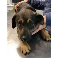 Foto dell\'animale cane - Matr. 2022/2294 - Microchip 380260044731342