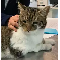Foto dell\'animale gatto - Matr. 2022/2296 - Microchip 380260044749709