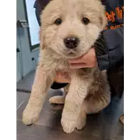 Foto dell\'animale cane - Matr. 2022/2298 - Microchip 380260044749907