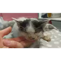 Foto dell\'animale gatto - Matr. 2022/2299 - Microchip 380260044750136