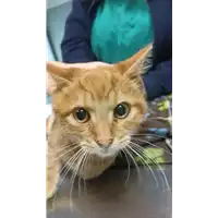 Foto dell\'animale gatto - Matr. 2022/2300 - Microchip 380260044749390