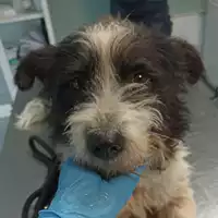 Foto dell\'animale cane - Matr. 2022/2304 - Microchip 380260044749520