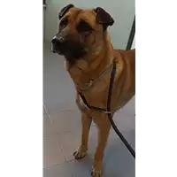 Foto dell\'animale cane - Matr. 2022/2303 - Microchip 380260044749492