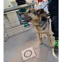Foto dell\'animale cane - Matr. 2022/2305 - Microchip 380260000793366