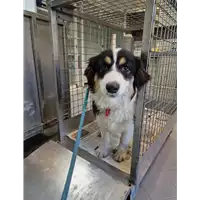 Foto dell\'animale cane - Matr. 2022/2306 - Microchip 380260102480663